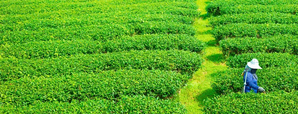 Tea field