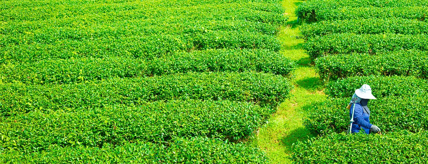 Tea field